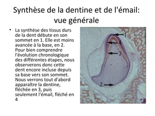 Synthèse de la dentine et de l'émail:
vue générale
• La synthèse des tissus durs
de la dent débute en son
sommet en 1. Elle est moins
avancée à la base, en 2.
Pour bien comprendre
l'évolution chronologique
des différentes étapes, nous
observerons donc cette
dent encore incluse depuis
sa base vers son sommet.
Nous verrons tout d'abord
apparaître la dentine,
fléchée en 3, puis
seulement l'émail, fléché en
4
 