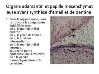 Organe adamantin et papille mésenchymat
euse avant synthèse d'émail et de dentine
• Dans la région basale, nous
retrouvons la composante
épithéliale avec :
en 1, le mur épithélial
externe ;
en 2, la gelée de l'émail ;
en 3, le stratum
intermedium ;
en 4, le mur épithélial
interne ;
sous cette partie
épithéliale, nous trouvons
en 5 la papille
mésenchymateuse, très
cellulaire.
 