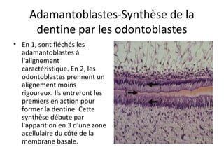 Adamantoblastes-Synthèse de la
dentine par les odontoblastes
• En 1, sont fléchés les
adamantoblastes à
l'alignement
caractéristique. En 2, les
odontoblastes prennent un
alignement moins
rigoureux. Ils entreront les
premiers en action pour
former la dentine. Cette
synthèse débute par
l'apparition en 3 d'une zone
acellulaire du côté de la
membrane basale.
 