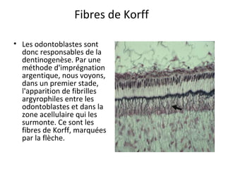Fibres de Korff
• Les odontoblastes sont
donc responsables de la
dentinogenèse. Par une
méthode d'imprégnation
argentique, nous voyons,
dans un premier stade,
l'apparition de fibrilles
argyrophiles entre les
odontoblastes et dans la
zone acellulaire qui les
surmonte. Ce sont les
fibres de Korff, marquées
par la flèche.
 