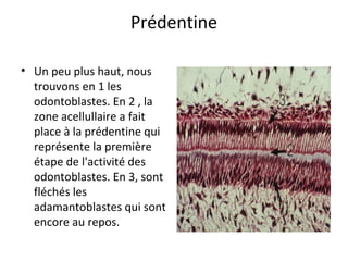 Prédentine
• Un peu plus haut, nous
trouvons en 1 les
odontoblastes. En 2 , la
zone acellullaire a fait
place à la prédentine qui
représente la première
étape de l'activité des
odontoblastes. En 3, sont
fléchés les
adamantoblastes qui sont
encore au repos.
 