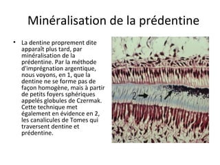 Minéralisation de la prédentine
• La dentine proprement dite
apparaît plus tard, par
minéralisation de la
prédentine. Par la méthode
d'imprégnation argentique,
nous voyons, en 1, que la
dentine ne se forme pas de
façon homogène, mais à partir
de petits foyers sphériques
appelés globules de Czermak.
Cette technique met
également en évidence en 2,
les canalicules de Tomes qui
traversent dentine et
prédentine.
 