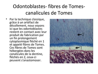 Odontoblastes- fibres de Tomes-
canalicules de Tomes
• Par la technique classique,
grâce à un artéfact de
décollement, nous voyons
ici que les odontoblastes
restent en contact avec leur
produit de fabrication par
un fin prolongement
cytoplasmique fléché en 1
et appelé fibres de Tomes.
Ces fibres de Tomes sont
hébergées dans les
canalicules de la dentine,
fléchés en 2, ceux-ci
peuvent s'anastomoser.
 