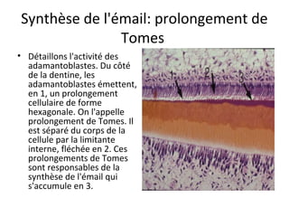 Synthèse de l'émail: prolongement de
Tomes
• Détaillons l'activité des
adamantoblastes. Du côté
de la dentine, les
adamantoblastes émettent,
en 1, un prolongement
cellulaire de forme
hexagonale. On l'appelle
prolongement de Tomes. Il
est séparé du corps de la
cellule par la limitante
interne, fléchée en 2. Ces
prolongements de Tomes
sont responsables de la
synthèse de l'émail qui
s'accumule en 3.
 