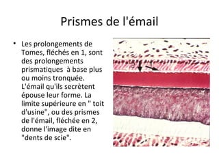 Prismes de l'émail
• Les prolongements de
Tomes, fléchés en 1, sont
des prolongements
prismatiques à base plus
ou moins tronquée.
L'émail qu'ils secrètent
épouse leur forme. La
limite supérieure en " toit
d'usine", ou des prismes
de l'émail, fléchée en 2,
donne l'image dite en
"dents de scie".
 
