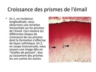 Croissance des prismes de l'émail
• En 1, en incidence
longitudinale, nous
observons une striation
horizontale sur les prismes
de l'émail. Ceci montre les
différentes étapes de
croissance de ces prismes
dont la formation s'effectue
de façon rythmique. En 2,
en coupe transversale, nous
voyons une image dite en
"écailles de poisson", due
au tassement des prismes
les uns contre les autres.
 