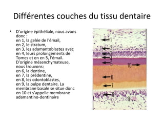 Différentes couches du tissu dentaire
• D'origine épithéliale, nous avons
donc :
en 1, la gelée de l'émail,
en 2, le stratum,
en 3, les adamantoblastes avec
en 4, leurs prolongements de
Tomes et en en 5, l'émail.
D'origine mésenchymateuse,
nous trouvons:
en 6, la dentine,
en 7, la prédentine,
en 8, les odontoblastes,
en 9, la pulpe dentaire. La
membrane basale se situe donc
en 10 et s'appelle membrane
adamantino-dentinaire
 