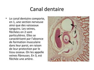 Canal dentaire
• Le canal dentaire comporte,
en 1, une section nerveuse
ainsi que des vaisseaux
sanguins. Les veines,
fléchées en 2 sont
particulières. Elles se
caractérisent par l'absence
de formation musculaire
dans leur paroi, en raison
de leur protection par le
tissu osseux. On les appelle
veines fibreuses. En 3, est
fléchée une artère.
 