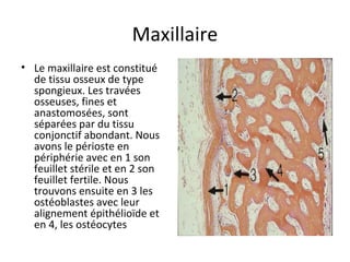 Maxillaire
• Le maxillaire est constitué
de tissu osseux de type
spongieux. Les travées
osseuses, fines et
anastomosées, sont
séparées par du tissu
conjonctif abondant. Nous
avons le périoste en
périphérie avec en 1 son
feuillet stérile et en 2 son
feuillet fertile. Nous
trouvons ensuite en 3 les
ostéoblastes avec leur
alignement épithélioïde et
en 4, les ostéocytes
 