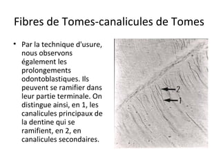 Fibres de Tomes-canalicules de Tomes
• Par la technique d'usure,
nous observons
également les
prolongements
odontoblastiques. Ils
peuvent se ramifier dans
leur partie terminale. On
distingue ainsi, en 1, les
canalicules principaux de
la dentine qui se
ramifient, en 2, en
canalicules secondaires.
 