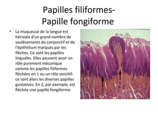 Papilles filiformes-
Papille fongiforme
• La muqueuse de la langue est
hérissée d'un grand nombre de
soulèvements du conjonctif et de
l'épithélium marqués par les
flèches. Ce sont les papilles
linguales. Elles peuvent avoir un
rôle purement mécanique
comme les papilles filiformes
fléchées en 1 ou un rôle sensitif:
ce sont alors les diverses papilles
gustatives. En 2, par exemple, est
fléchée une papille fongiforme.
 