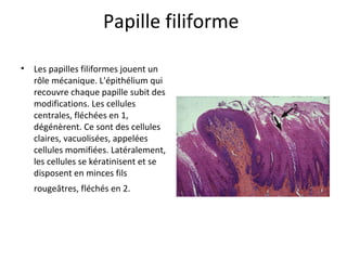Papille filiforme
• Les papilles filiformes jouent un
rôle mécanique. L'épithélium qui
recouvre chaque papille subit des
modifications. Les cellules
centrales, fléchées en 1,
dégénèrent. Ce sont des cellules
claires, vacuolisées, appelées
cellules momifiées. Latéralement,
les cellules se kératinisent et se
disposent en minces fils
rougeâtres, fléchés en 2.
 