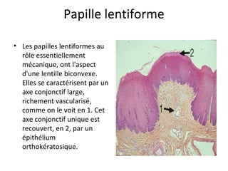 Papille lentiforme
• Les papilles lentiformes au
rôle essentiellement
mécanique, ont l'aspect
d'une lentille biconvexe.
Elles se caractérisent par un
axe conjonctif large,
richement vascularisé,
comme on le voit en 1. Cet
axe conjonctif unique est
recouvert, en 2, par un
épithélium
orthokératosique.
 