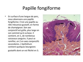 Papille fongiforme
• En surface d'une langue de porc,
nous observons une papille
fongiforme. C'est une papille au
rôle mécanico-gustatif, en forme
de champignon. Son axe
conjonctif est grêle, plus large en
son sommet qu'à sa base. Il
contient, en 1, de nombreux
vaisseaux sanguins. Il peut se
ramifier, en 2 en axes conjonctifs
secondaires. L'épithélium
contient quelques bourgeons
gustatifs dont un est fléché en 3.
 