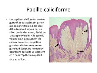 Papille caliciforme
• Les papilles caliciformes, au rôle
gustatif, se caractérisent par un
axe conjonctif large. Elles sont
délimitées tout autour par un
sillon profond et étroit, fléché en
1 et appelé vallum. A la base du
vallum, en 2, débouchent les
canaux excréteurs de petites
glandes salivaires séreuses ou
glandes d'Ebner. De nombreux
bourgeons gustatifs se localisent
en 3 dans l'épithélium qui fait
face au vallum.
 