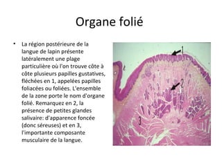 Organe folié
• La région postérieure de la
langue de lapin présente
latéralement une plage
particulière où l'on trouve côte à
côte plusieurs papilles gustatives,
fléchées en 1, appelées papilles
foliacées ou foliées. L'ensemble
de la zone porte le nom d'organe
folié. Remarquez en 2, la
présence de petites glandes
salivaire: d'apparence foncée
(donc séreuses) et en 3,
l'importante composante
musculaire de la langue.
 