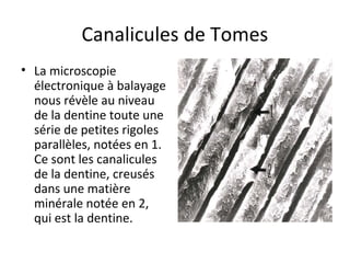 Canalicules de Tomes
• La microscopie
électronique à balayage
nous révèle au niveau
de la dentine toute une
série de petites rigoles
parallèles, notées en 1.
Ce sont les canalicules
de la dentine, creusés
dans une matière
minérale notée en 2,
qui est la dentine.
 
