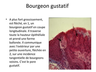 Bourgeon gustatif
• A plus fort grossissement,
est fléché, en 1, un
bourgeon gustatif en coupe
longitudinale. Il traverse
toute la hauteur épithéliale
et prend une forme
ballonée. Il communique
avec l'extérieur par une
petite ouverture, fléchée en
2, sur une incidence
tangentielle de bourgeons
voisins. C'est le pore
gustatif.
 