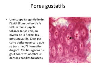 Pores gustatifs
• Une coupe tangentielle de
l'épithélium qui borde le
vallum d'une papille
foliacée laisse voir, au
niveau de la flèche, les
pores gustatifs. C'est par
cette petite ouverture que
se transmet l'information
du goût. Ces bourgeons du
goût sont très nombreux
dans les papilles foliacées.
 
