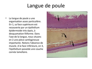 Langue de poule
• La langue de poule a une
organisation assez particulière.
En 1, sa face supérieure est
recouverte par un épithélium
épidermoide très épais, à
desquamation filiforme. Dans
l'axe de la langue, nous situons
en 2 une pièce cartilagineuse
importante. Notons l'absence de
muscle. A la face inférieure, en 3,
l'épithélium possède une couche
cornée lamellaire.
 