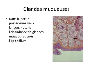 Glandes muqueuses
• Dans la partie
postérieure de la
langue, notons
l'abondance de glandes
muqueuses sous
l'épithélium.
 
