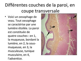 Différentes couches de la paroi, en
coupe transversale
• Voici un oesophage de
veau. Tout oesophage
se caractérise par une
lumière étoilée. La paroi
est constituée de
quatre couches : en 1,
la muqueuse, bordant la
lumière, en 2, la sous-
muqueuse, en 3, la
musculeuse, tunique
musculaire, en 4,
l'adventice.
 