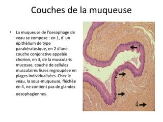 Couches de la muqueuse
• La muqueuse de l'oesophage de
veau se compose : en 1, d' un
épithélium de type
parakératosique, en 2 d'une
couche conjonctive appelée
chorion, en 3, de la muscularis
mucosae, couche de cellules
musculaires lisses regroupéee en
plages individualisées. Chez le
veau, la sous-muqueuse, fléchée
en 4, ne contient pas de glandes
oesophagiennes.
 