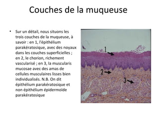 Couches de la muqueuse
• Sur un détail, nous situons les
trois couches de la muqueuse, à
savoir : en 1, l'épithélium
parakératosique, avec des noyaux
dans les couches superficielles ;
en 2, le chorion, richement
vascularisé ; en 3, la muscularis
mucosae avec des amas de
cellules musculaires lisses bien
individualisés. N.B. On dit
épithélium parakératosique et
non épithélium épidermoïde
parakératosique
 