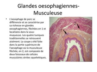 Glandes oesophagiennes-
Musculeuse
• L'oesophage de porc se
différencie et se caractérise par
sa richesse en glandes
oesophagiennes, fléchées en 1 et
localisées dans la sous-
muqueuse. Les quatre tuniques
traditionnelles se retrouvent
aisément. La coupe a été faite
dans la partie supérieure de
l'oesophage où la musculeuse
fléchée, en 2, est composée de
deux faisceaux de cellules
musculaires striées squelettiques.
 