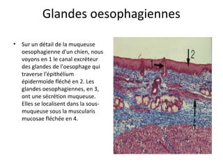 Glandes oesophagiennes
• Sur un détail de la muqueuse
oesophagienne d'un chien, nous
voyons en 1 le canal excréteur
des glandes de l'oesophage qui
traverse l'épithélium
épidermoïde fléché en 2. Les
glandes oesophagiennes, en 3,
ont une sécrétion muqueuse.
Elles se localisent dans la sous-
muqueuse sous la muscularis
mucosae fléchée en 4.
 