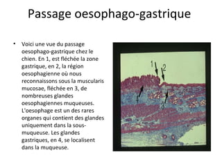 Passage oesophago-gastrique 
• Voici une vue du passage 
oesophago-gastrique chez le 
chien. En 1, est fléchée la zone 
gastrique, en 2, la région 
oesophagienne où nous 
reconnaissons sous la muscularis 
mucosae, fléchée en 3, de 
nombreuses glandes 
oesophagiennes muqueuses. 
L'oesophage est un des rares 
organes qui contient des glandes 
uniquement dans la sous-
muqueuse. Les glandes 
gastriques, en 4, se localisent 
dans la muqueuse. 
 