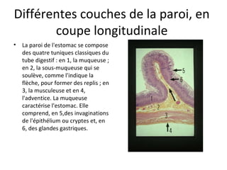 Différentes couches de la paroi, en 
coupe longitudinale 
• La paroi de l'estomac se compose 
des quatre tuniques classiques du 
tube digestif : en 1, la muqueuse ; 
en 2, la sous-muqueuse qui se 
soulève, comme l'indique la 
flèche, pour former des replis ; en 
3, la musculeuse et en 4, 
l'adventice. La muqueuse 
caractérise l'estomac. Elle 
comprend, en 5,des invaginations 
de l'épithélium ou cryptes et, en 
6, des glandes gastriques.  
 