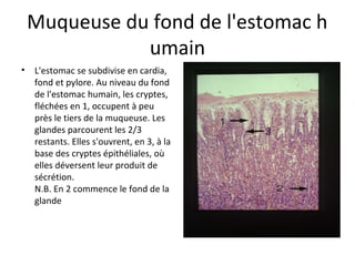 Muqueuse du fond de l'estomac h
umain
• L'estomac se subdivise en cardia, 
fond et pylore. Au niveau du fond 
de l'estomac humain, les cryptes, 
fléchées en 1, occupent à peu 
près le tiers de la muqueuse. Les 
glandes parcourent les 2/3 
restants. Elles s'ouvrent, en 3, à la 
base des cryptes épithéliales, où 
elles déversent leur produit de 
sécrétion. 
N.B. En 2 commence le fond de la 
glande
 