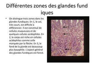 Différentes zones des glandes fund
iques
• On distingue trois zones dans les 
glandes fundiques. En 1, le col, 
très court, est difficile à 
différencier. Il est constitué de 
cellules muqueuses et de 
quelques cellules acidophiles. En 
2, le corps est riche en cellules 
acidophiles comme celle 
marquée par la flèche. En 3, le 
fond de la glande est beaucoup 
plus basophile. L'aspect général 
des glandes fundiques est foncé.  
 