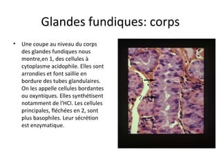 Glandes fundiques: corps
• Une coupe au niveau du corps 
des glandes fundiques nous 
montre,en 1, des cellules à 
cytoplasme acidophile. Elles sont 
arrondies et font saillie en 
bordure des tubes glandulaires. 
On les appelle cellules bordantes 
ou oxyntiques. Elles synthétisent 
notamment de l'HCI. Les cellules 
principales, fléchées en 2, sont 
plus basophiles. Leur sécrétion 
est enzymatique.  
 