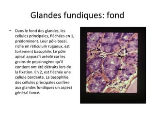 Glandes fundiques: fond
• Dans le fond des glandes, les 
cellules principales, fléchées en 1, 
prédominent. Leur pôle basal, 
riche en réticulum rugueux, est 
fortement basophile. Le pôle 
apical apparaît aréolé car les 
grains de pepsinogène qu'il 
contient ont été détruits lors de 
la fixation. En 2, est fléchée une 
cellule bordante. La basophilie 
des cellules principales confère 
aux glandes fundiques un aspect 
général foncé.  
 