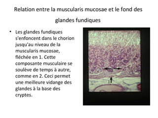 Relation entre la muscularis mucosae et le fond des 
glandes fundiques 
• Les glandes fundiques 
s'enfoncent dans le chorion 
jusqu'au niveau de la 
muscularis mucosae, 
fléchée en 1. Cette 
composante musculaire se 
soulève de temps à autre, 
comme en 2. Ceci permet 
une meilleure vidange des 
glandes à la base des 
cryptes. 
 