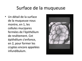 Surface de la muqueuse
• Un détail de la surface 
de la muqueuse nous 
montre, en 1, les 
cellules mucipares 
fermées de l'épithélium 
de revêtement. Cet 
épithélium s'enfonce, 
en 2, pour former les 
cryptes encore appelées 
infundibulum.  
 