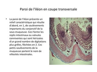 Paroi de l'iléon en coupe transversale
• La paroi de l'iléon présente un 
relief caractéristique qui résulte 
d'abord, en 1, de soulèvements 
importants du conjonctif de la 
sous-muqueuse. Ceci forme les 
replis intestinaux ou valvules 
conniventes qui sont hérissées 
d'un grand nombre de digitations 
plus grêles, fléchées en 2. Ces 
petits soulèvements de la 
muqueuse portent le nom de 
villosités intestinales.  
 