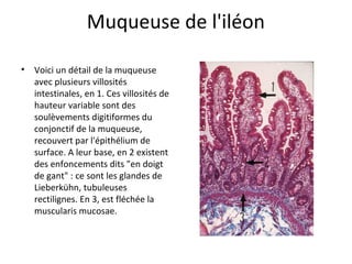 Muqueuse de l'iléon
• Voici un détail de la muqueuse 
avec plusieurs villosités 
intestinales, en 1. Ces villosités de 
hauteur variable sont des 
soulèvements digitiformes du 
conjonctif de la muqueuse, 
recouvert par l'épithélium de 
surface. A leur base, en 2 existent 
des enfoncements dits "en doigt 
de gant" : ce sont les glandes de 
Lieberkühn, tubuleuses 
rectilignes. En 3, est fléchée la 
muscularis mucosae. 
 