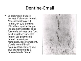 Dentine-Email
• La technique d'usure
permet d'observer l'émail.
Nous délimitons en 1
l'émail, en 2, la dentine.
L'émail est synthétisé par
les adamantoblastes sous
forme de prismes que l'ont
peut visualiser sur cette
image. Les prismes de
l'émail ne sont pas
rectilignes. Ils se torsadent,
d'où le nom d'émail
noueux. Ceci confère une
plus grande solidité à
l'ensemble de l'émail.
 