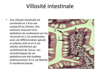 Villosité intestinale
• Une villosité intestinale est 
constituée en 1 d'un axe 
conjonctif ou chorion, très 
cellulaire recouvert d'un 
épithélium de revêtement où l'on 
reconnaît en 2, les entérocytes, 
avec une différenciation apicale 
en plateau strié et en 3, les 
cellules caliciformes qui 
synthétisent du mucus. Les 
caractéristiques de cet 
épithélium ont été étudiées 
antérieurement. En 4, est fléchée 
la membrane basale. 
 