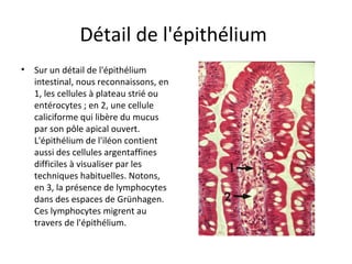 Détail de l'épithélium 
• Sur un détail de l'épithélium 
intestinal, nous reconnaissons, en 
1, les cellules à plateau strié ou 
entérocytes ; en 2, une cellule 
caliciforme qui libère du mucus 
par son pôle apical ouvert. 
L'épithélium de l'iléon contient 
aussi des cellules argentaffines 
difficiles à visualiser par les 
techniques habituelles. Notons, 
en 3, la présence de lymphocytes 
dans des espaces de Grünhagen. 
Ces lymphocytes migrent au 
travers de l'épithélium. 
 