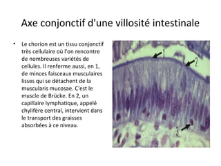 Axe conjonctif d'une villosité intestinale
• Le chorion est un tissu conjonctif 
très cellulaire où l'on rencontre 
de nombreuses variétés de 
cellules. Il renferme aussi, en 1, 
de minces faisceaux musculaires 
lisses qui se détachent de la 
muscularis mucosae. C'est le 
muscle de Brücke. En 2, un 
capillaire lymphatique, appelé 
chylifère central, intervient dans 
le transport des graisses 
absorbées à ce niveau.  
 