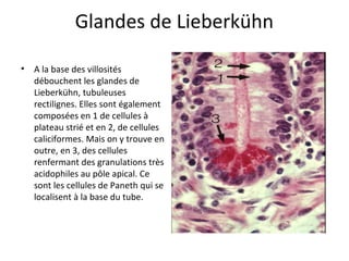 Glandes de Lieberkühn
• A la base des villosités 
débouchent les glandes de 
Lieberkühn, tubuleuses 
rectilignes. Elles sont également 
composées en 1 de cellules à 
plateau strié et en 2, de cellules 
caliciformes. Mais on y trouve en 
outre, en 3, des cellules 
renfermant des granulations très 
acidophiles au pôle apical. Ce 
sont les cellules de Paneth qui se 
localisent à la base du tube.  
 