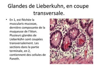 Glandes de Lieberkuhn, en coupe 
transversale.
• En 1, est fléchée la 
muscularis mucosae, 
dernière composante de la 
muqueuse de l'iléon. 
Plusieurs glandes de 
Lieberkühn sont coupées 
transversalement. Les 
sections dans la partie 
terminale, en 2, 
contiennent des cellules de 
Paneth. 
 