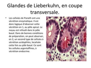 Glandes de Lieberkuhn, en coupe 
transversale. 
• Les cellules de Paneth ont une 
sécrétion enzymatique. Il est 
donc logique d'observer cette 
sécrétion en 1, au pôle apical. Le 
noyau est refoulé dans le pôle 
basal. Dans de bonnes conditions 
de préparation, on peut observer, 
en 2, un second type de cellules à 
sécrétion acidophiles, localisée 
cette fois au pâle basal. Ce sont 
les cellules argentaffines, à 
sécrétion endocrine. 
 