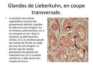 Glandes de Lieberkuhn, en coupe 
transversale.
• La sécrétion des cellules 
argentaffines contient des 
groupements phénols, capables 
de réduire les sels d'argent. Sur 
un Fontana, cette sécrétion, en 1, 
est marquée en noir. Nous la 
localisons au pôle basal des 
cellules. En 2, la sécrétion apicale 
des cellules de Paneth ne réagit 
pas avec les sels d'argent. Le 
dernier type de cellules 
glandulaires des glandes de 
Lieberkühn est, en 3, la cellule 
caliciforme, à pôle apical clair, 
remplie de mucus. 
 