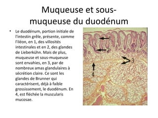 Muqueuse et sous-
muqueuse du duodénum
• Le duodénum, portion initiale de 
l'intestin grêle, présente, comme 
l'iléon, en 1, des villosités 
intestinales et en 2, des glandes 
de Lieberkühn. Mais de plus, 
muqueuse et sous-muqueuse 
sont envahies, en 3, par de 
nombreux amas glandulaires à 
sécrétion claire. Ce sont les 
glandes de Brunner qui 
caractérisent, déjà à faible 
grossissement, le duodénum. En 
4, est fléchée la muscularis 
mucosae. 
 