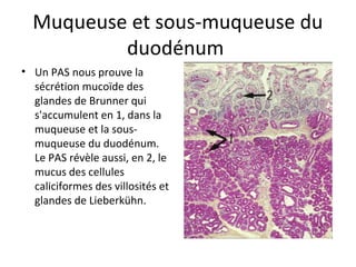 Muqueuse et sous-muqueuse du 
duodénum 
• Un PAS nous prouve la 
sécrétion mucoïde des 
glandes de Brunner qui 
s'accumulent en 1, dans la 
muqueuse et la sous-
muqueuse du duodénum. 
Le PAS révèle aussi, en 2, le 
mucus des cellules 
caliciformes des villosités et 
glandes de Lieberkühn. 
 